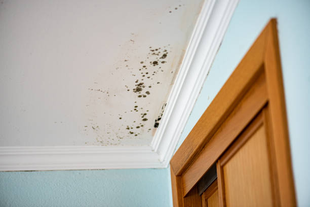 Certified Mold Removal in Oakland, MD