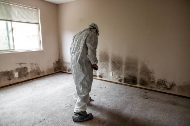 Best Commercial Mold Removal  in Oakland, MD