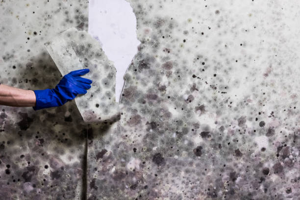Best Fast Mold Removal  in Oakland, MD